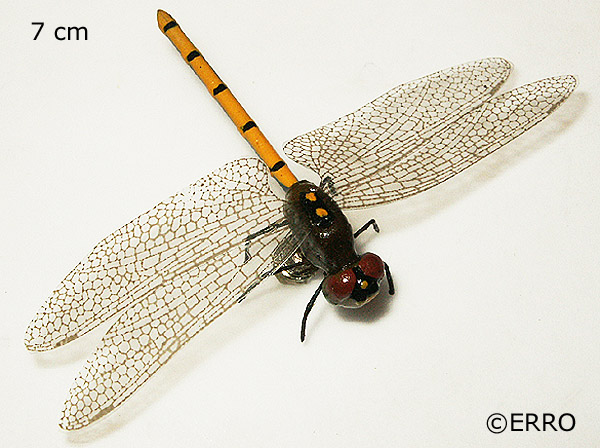 Magnet Libelle gelb, klein -Insektenmagnet