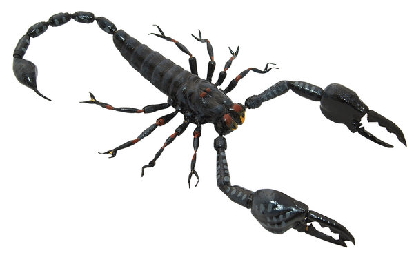 Magnet: Skorpion