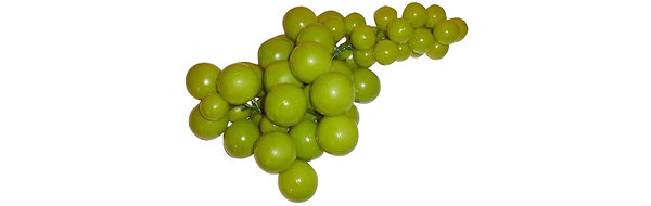 Weintraubenrebe XL - grün